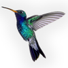 Kolibri Records