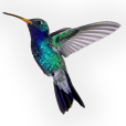 Kolibri Records